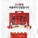 딸기킹 | 온브릭스 산청 금실딸기, 라라르떼 알타킹 딸기 비교후기
