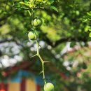 장수황씨종택 이미지