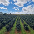 고원농장 이미지