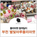 별빛플레르 이미지