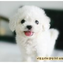 비쑝