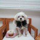 포퍼피(FOR PUPPY) | 동탄강아지케이크 푸드포퍼피 소형견 먹기도 좋은 애견수제간식