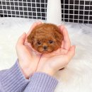 미대언니들애견샵 | 의정부강아지분양 애견샵 방문 후기