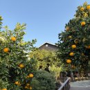 숨도 귤림성 | 제주 숨도 귤림성 후기｜귤나무·동백나무 가득한 인생샷 산책 코스