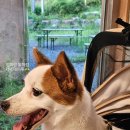 할로인풍 이미지