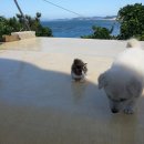 강아지랑 고양이 이미지