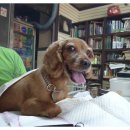 엄마손동물병원 이미지