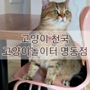 개냥이 | 명동이색카페 고양이놀이터 명동점 솔직후기 개냥이 천국 명동고양이카페