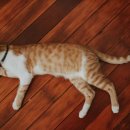 라온 동물 메디컬센터 이미지