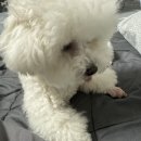 멍멍부띠끄 이미지