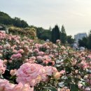 도당초등학교 | [부천 가볼만한곳] 2026 부천 백만송이 장미축제 만개 현황 평일 방문 후기 및 주차 꿀팁 총정리