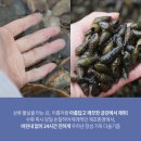 자연산다슬기 | 다슬기즙 효과 제대로! 어부가 만드는 자연산 다슬기즙 30포 솔직 후기