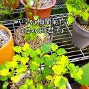 사군자 이미지