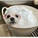 바비펫살롱 이미지