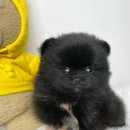 사랑하개 이미지