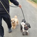 공감애견학교 이미지