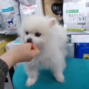 누렁이도 찰스로 애견샵 이미지