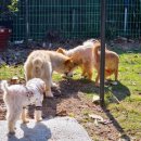 숲속댕토리애견유치원 이미지