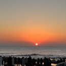 포항애견 이미지