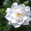 해인향기 이미지