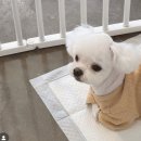 트리밍101 이미지