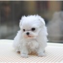 아이러브펫동물병원 이미지