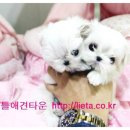 리틀애견타운 이미지