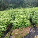 금문농장2 이미지