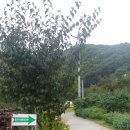 용문산야생화마을 이미지