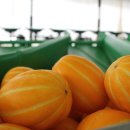 권오선농장 이미지