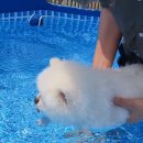 댕버랜드 이미지