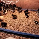 토종슈퍼 이미지