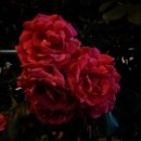 괴정농장 이미지