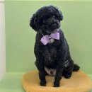 아르밤 펫 | [구리] 다초미용 3회째, 솔직후기 _ 아르밤펫