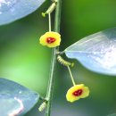 사우로2 이미지