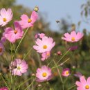 동우오피스텔 이미지