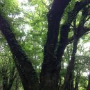 해안동 왕벚나무 이미지