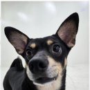 시화유치원 | 시화애견유치원 아이들과의 소중한 추억을 쌓는 놀라운 경험