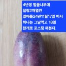 멀꿀나무 한구루 이미지