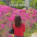 철쭉공원 | 4월 5월 경기도 가볼만한곳 안산 성호공원 철쭉동산 철쭉 축제 방문 후기
