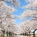 벚꽃 - 부평구 마장로324번길 78 | 벚꽃