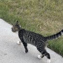 도도한댕댕 이미지