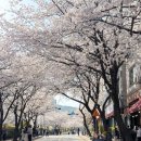 홍천고등학교 | 용인 수지 정평천 벚꽃 실시간 만개 26.4.5 + 벚꽃뷰 카페