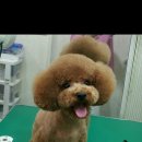 중앙애견 이미지