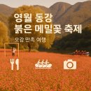 오감만족 영월점 | "제가 16,000평 붉은 메밀밭에서 느낀 오감 만족 후기 (놓치면 후회할 영월 여행지)"