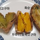 3가지 토종고구마 맛 비교 이미지