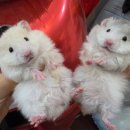 미니펫스쿨(Minipet School) 네이버블로그
