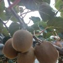 천우 농장 이미지