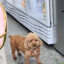 다롱이네 과일가게 이미지