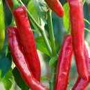 빨간고추 이미지